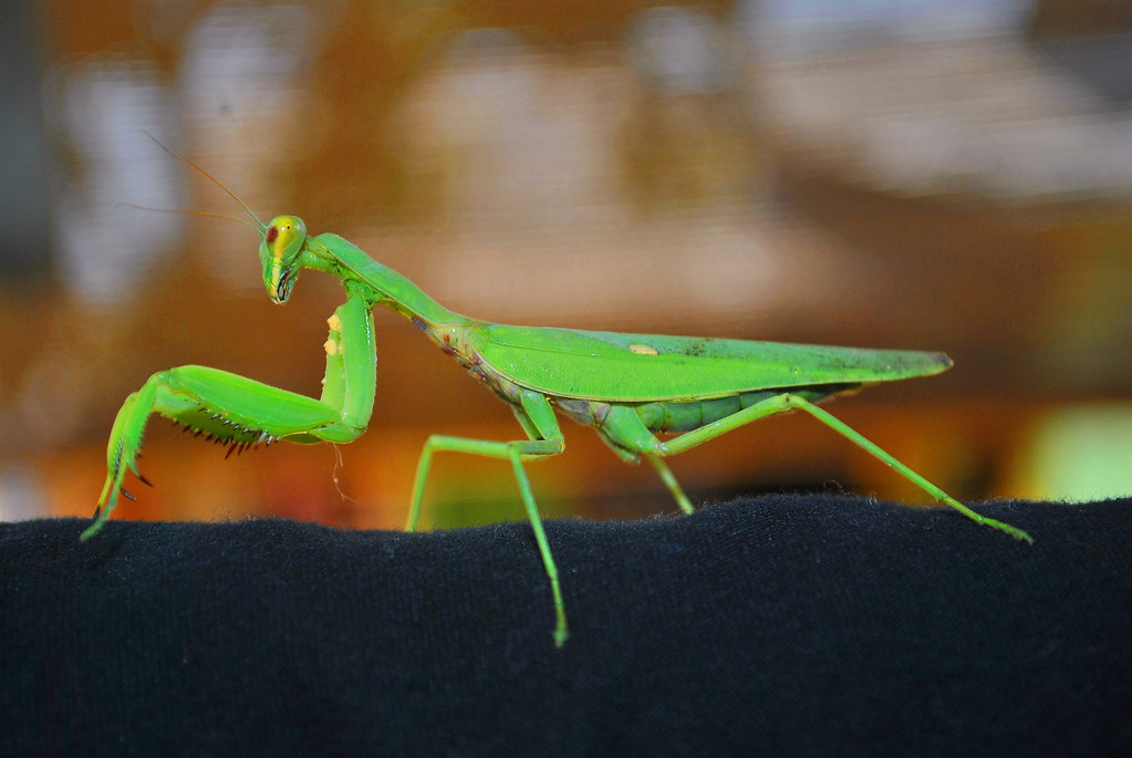 Detail Foto Belalang Sembah Nomer 6