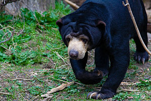 Detail Foto Beruang Madu Nomer 30