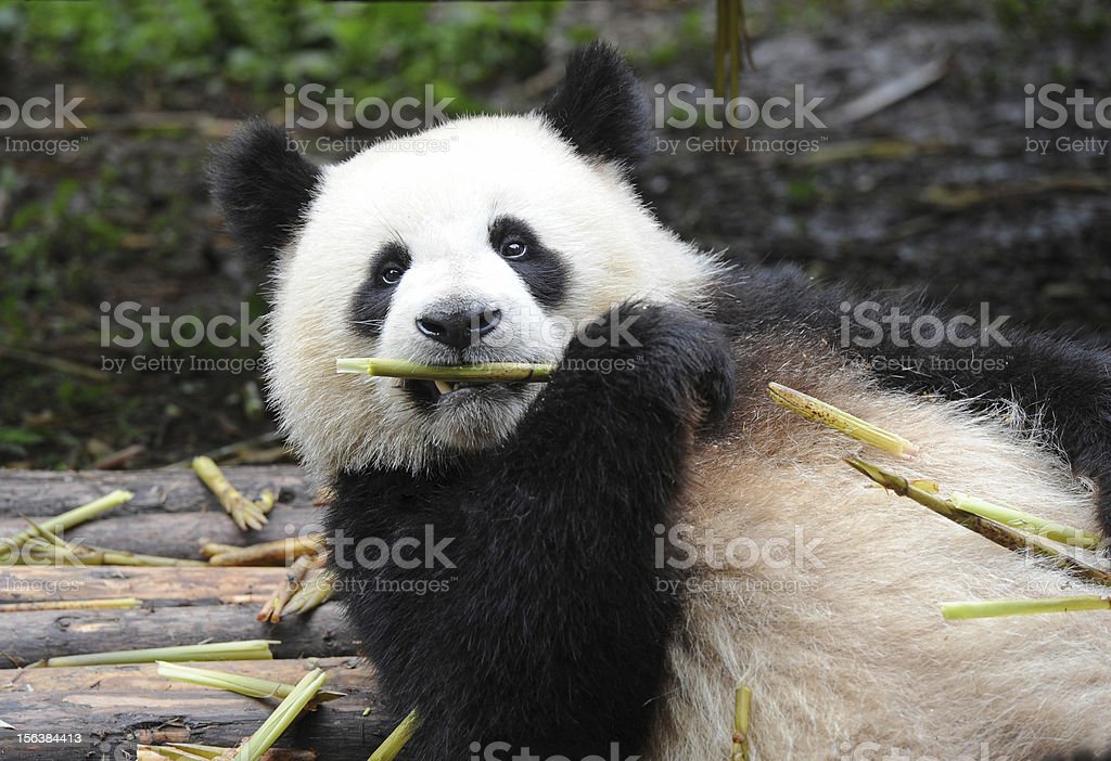 Detail Foto Beruang Panda Nomer 22