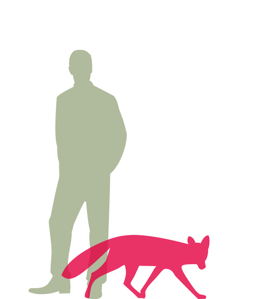 Detail Rotfuchs Jagd Nomer 9