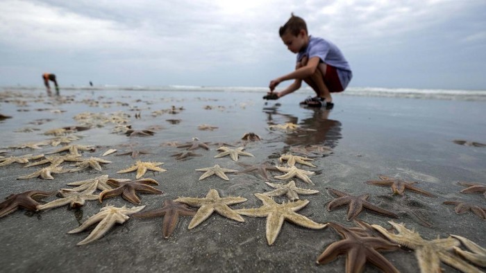 Detail Foto Bintang Laut Nomer 23