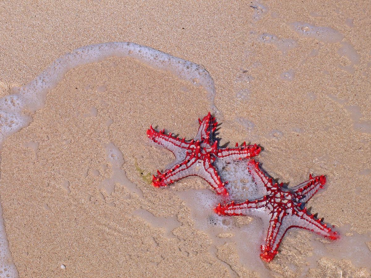 Detail Foto Bintang Laut Nomer 25