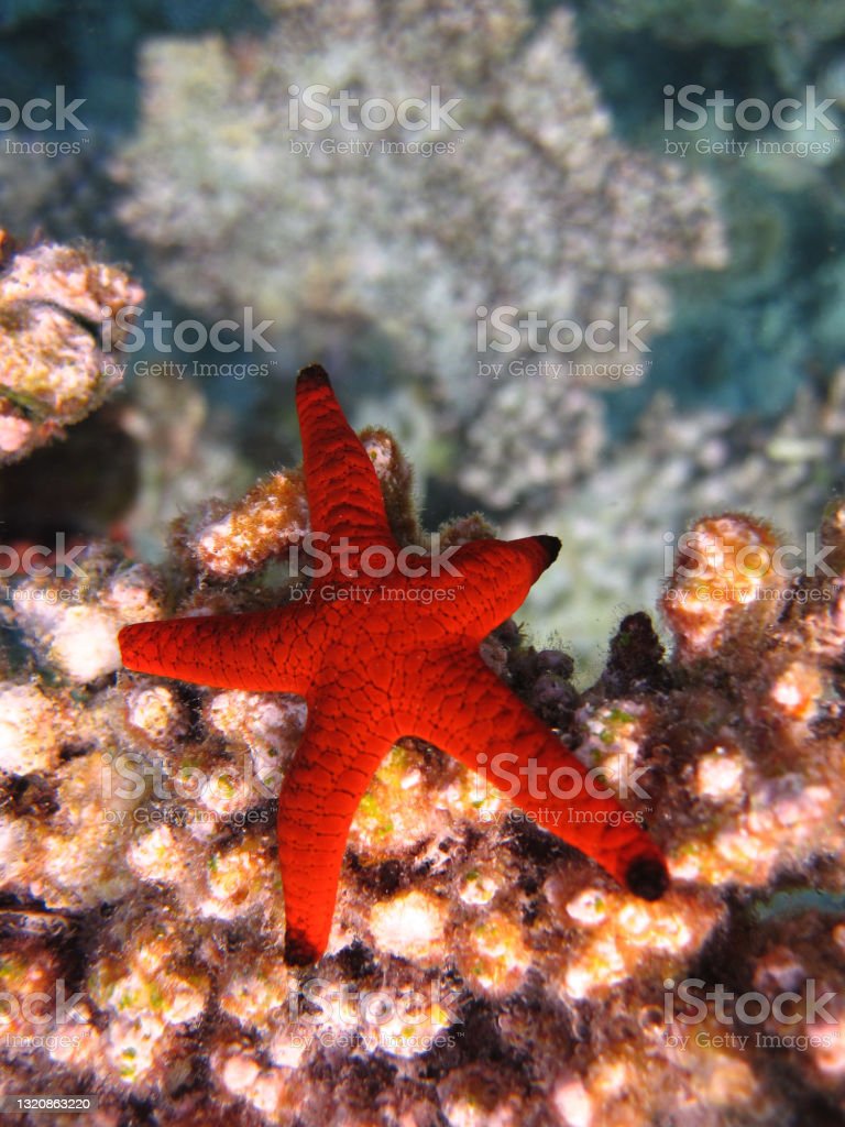 Detail Foto Bintang Laut Nomer 40