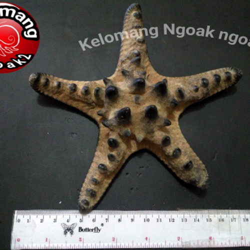 Detail Foto Bintang Laut Nomer 48