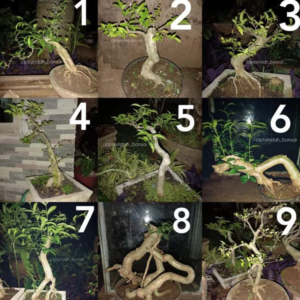 Detail Foto Bonsai Anting Putri Nomer 34