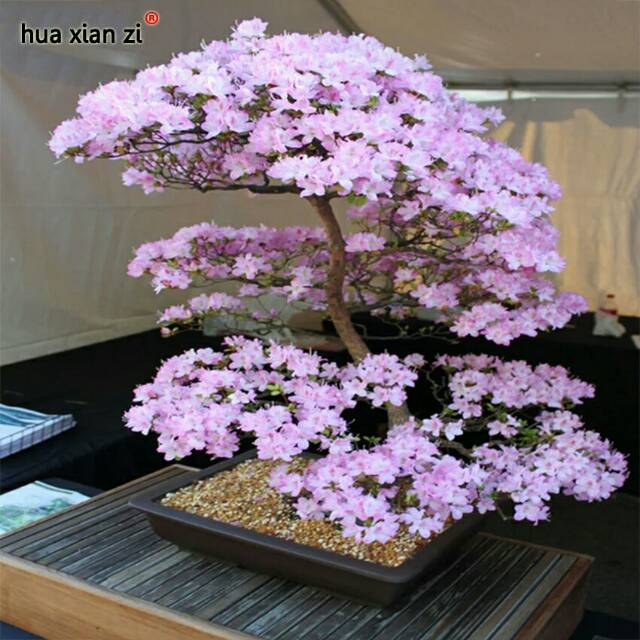 Foto Bonsai Bunga Sakura - KibrisPDR