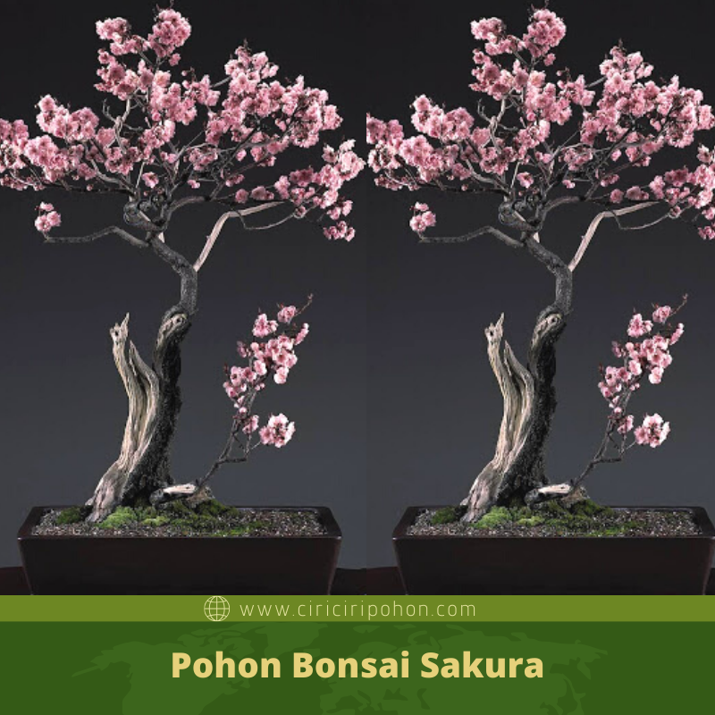 Detail Foto Bonsai Bunga Sakura Nomer 3