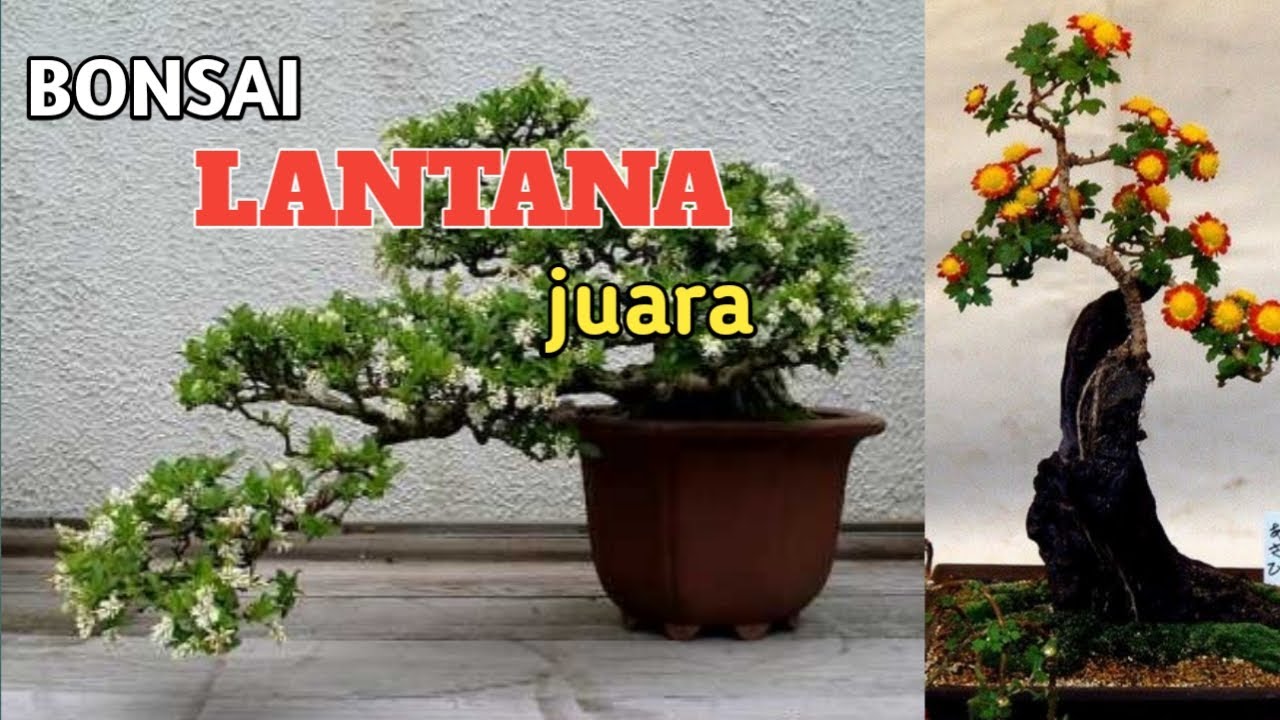 Detail Foto Bonsai Lantana Nomer 19