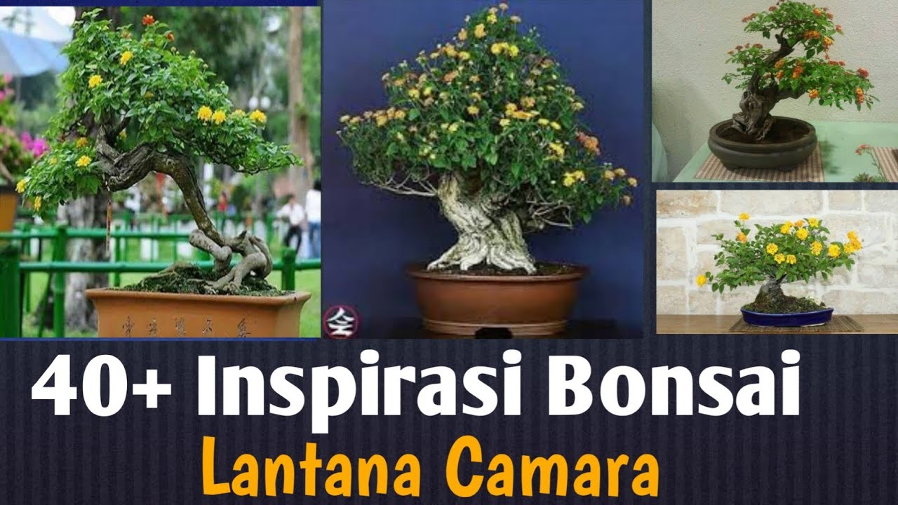 Detail Foto Bonsai Lantana Nomer 43