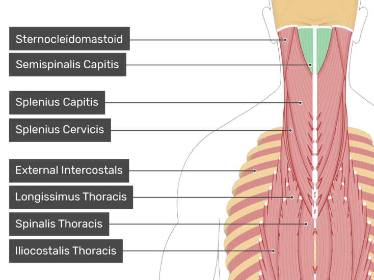 Musculus Longus Capitis - KibrisPDR