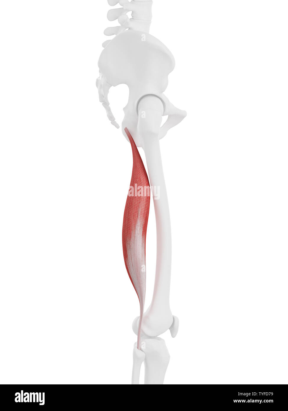 Detail Musculus Longus Capitis Nomer 18