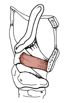 Detail Musculus Longus Capitis Nomer 20