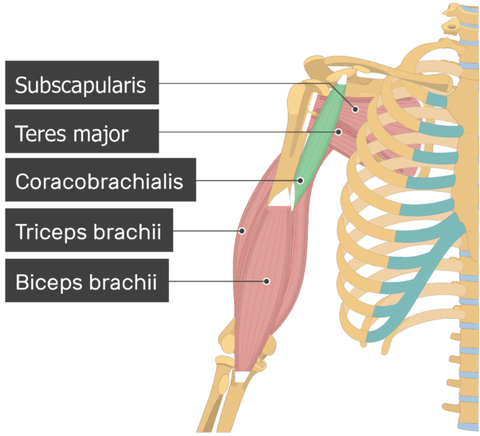 Detail Musculus Longus Capitis Nomer 23