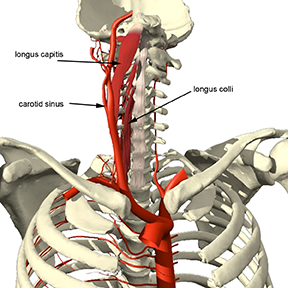 Detail Musculus Longus Capitis Nomer 7