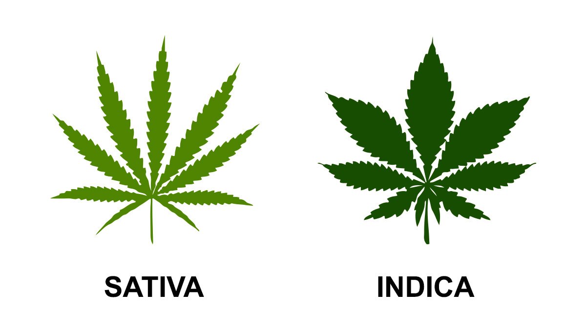 Detail Sativa Und Indica Wirkung Nomer 7