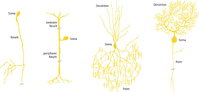 Detail Unipolares Neuron Nomer 13