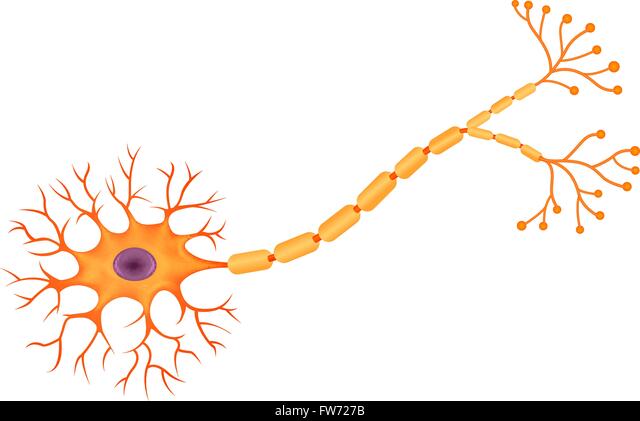 Detail Unipolares Neuron Nomer 7