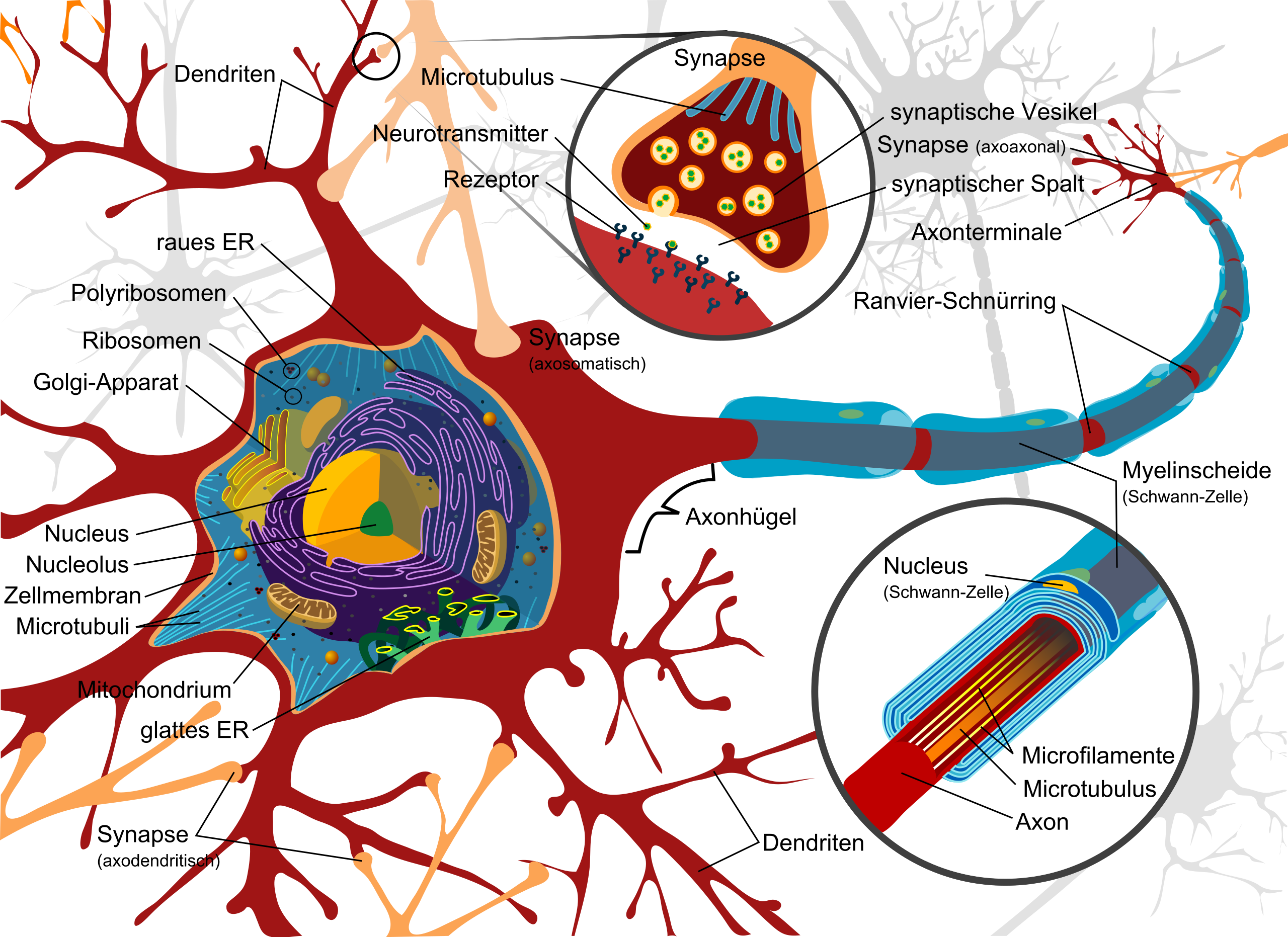 Detail Unipolares Neuron Nomer 8