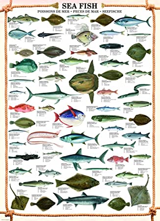 Fisch Poster Deutsch - KibrisPDR