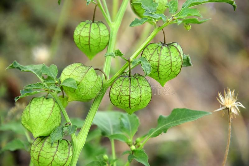 Detail Foto Buah Ciplukan Nomer 36