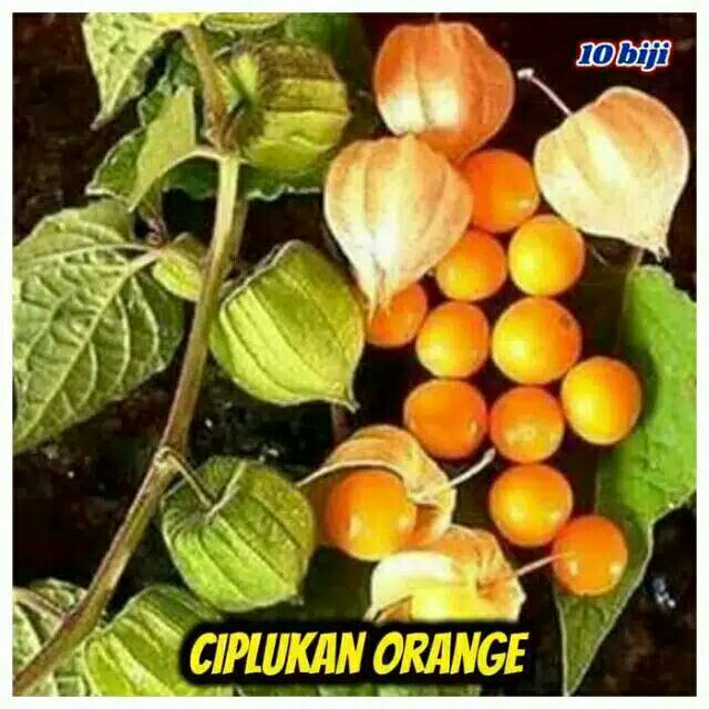 Detail Foto Buah Ciplukan Nomer 5