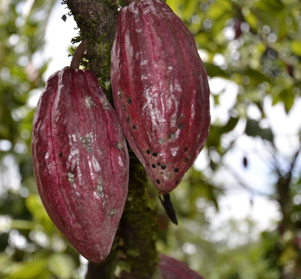 Detail Foto Buah Coklat Nomer 18