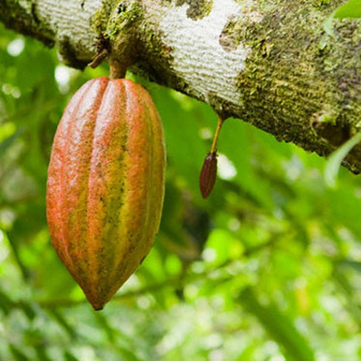 Detail Foto Buah Coklat Nomer 44