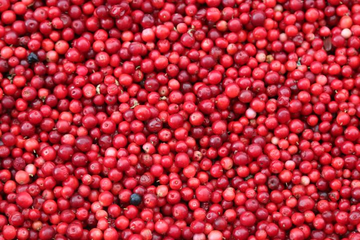 Detail Foto Buah Cranberry Nomer 24