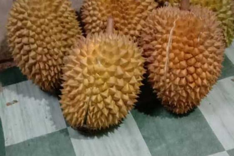 Detail Foto Buah Durian Nomer 19