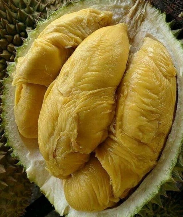 Detail Foto Buah Durian Nomer 6