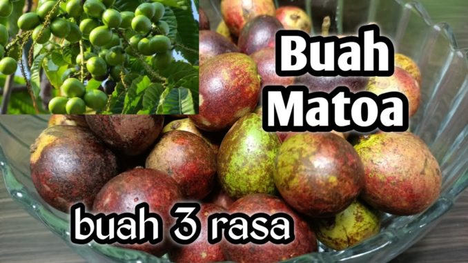 Detail Foto Buah Matoa Nomer 7