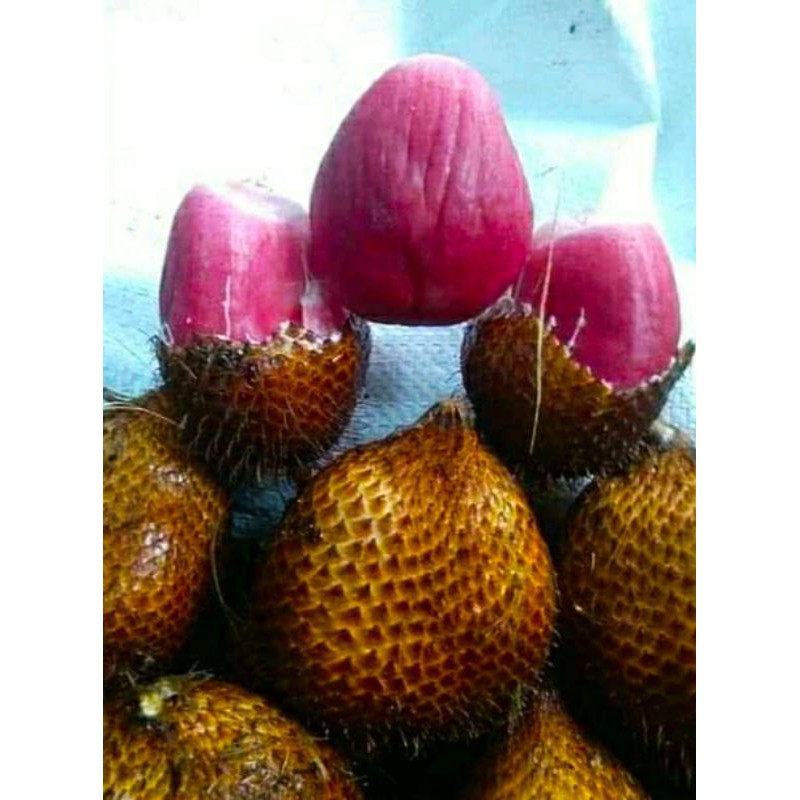 Detail Foto Buah Salak Nomer 36