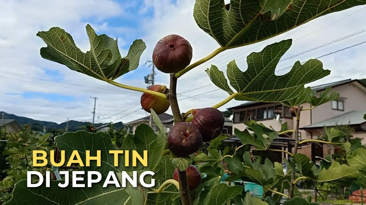 Detail Foto Buah Tin Nomer 28