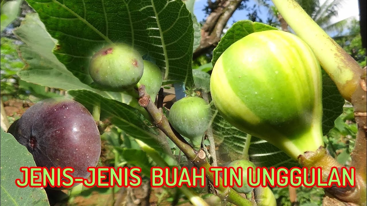 Detail Foto Buah Tin Nomer 40