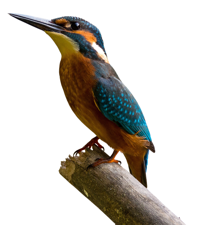 Kingfisher Beak - KibrisPDR