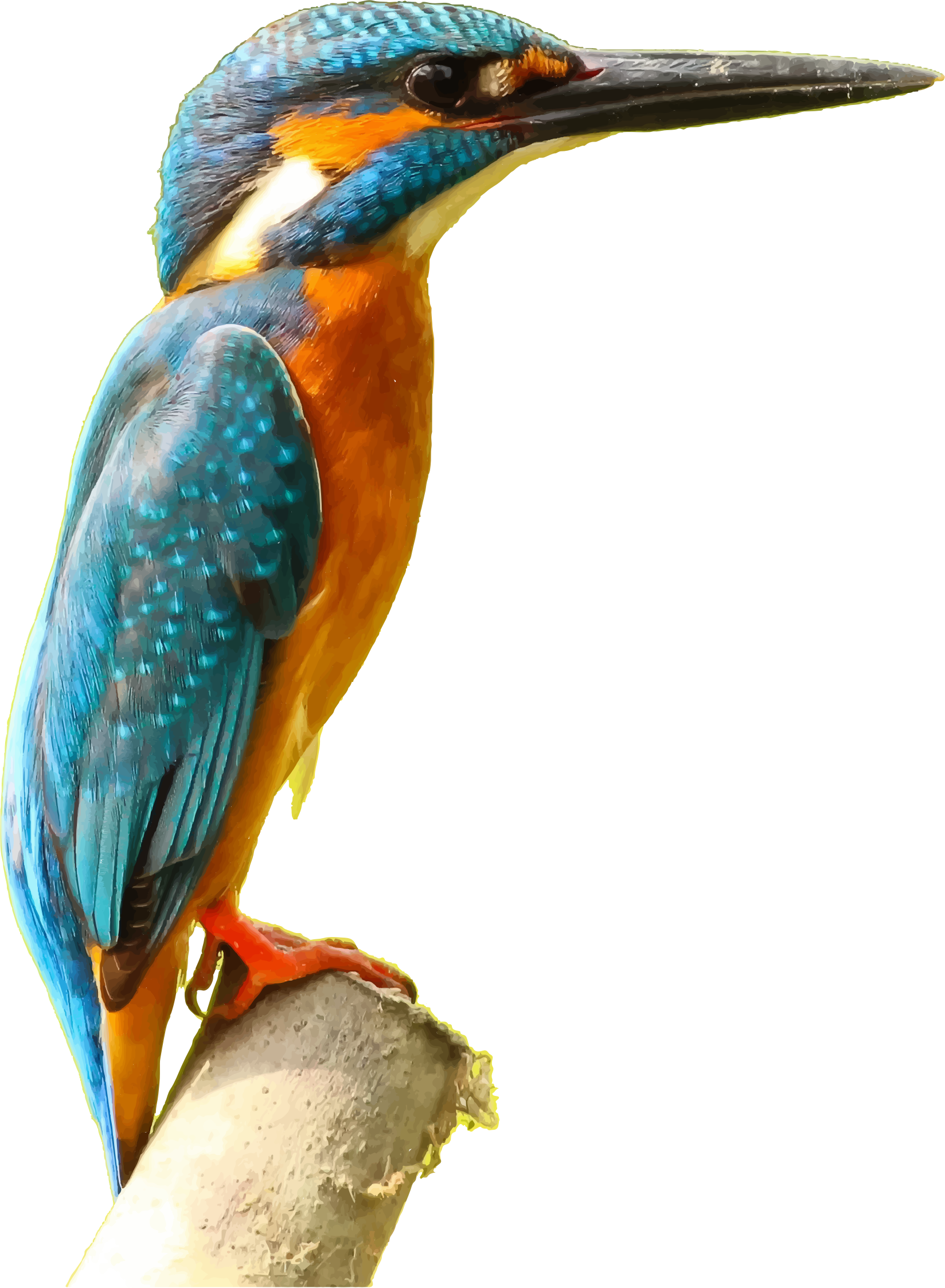 Detail Kingfisher Beak Nomer 4