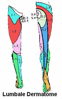 Detail Dermatome Gesicht Nomer 3