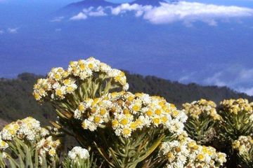 Detail Foto Bunga Abadi Nomer 21