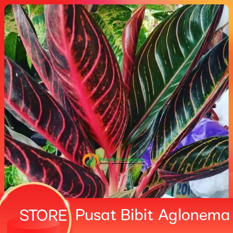 Detail Foto Bunga Aglonema Red Sumatra Nomer 39