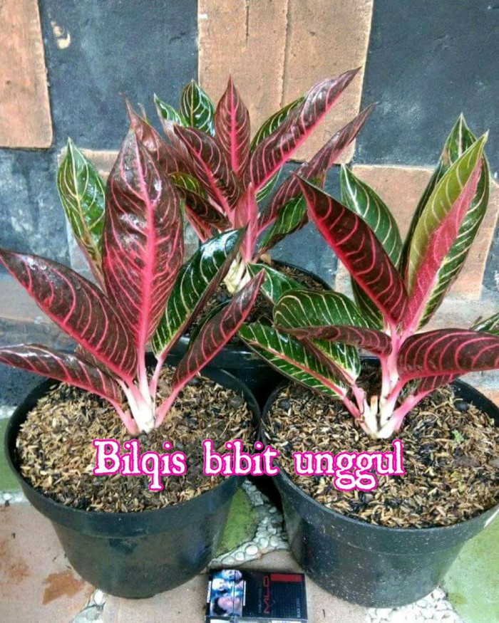 Detail Foto Bunga Aglonema Red Sumatra Nomer 6