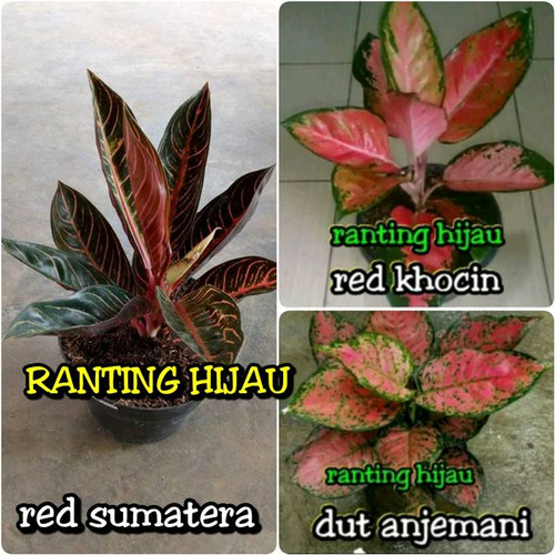 Detail Foto Bunga Aglonema Red Sumatra Nomer 47