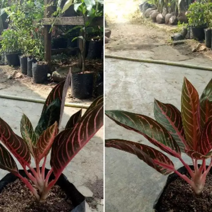 Detail Foto Bunga Aglonema Red Sumatra Nomer 49