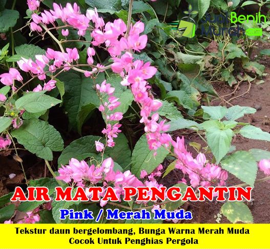 Detail Foto Bunga Air Mata Pengantin Nomer 36