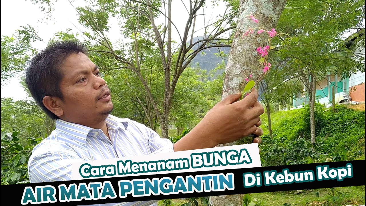 Detail Foto Bunga Air Mata Pengantin Nomer 55