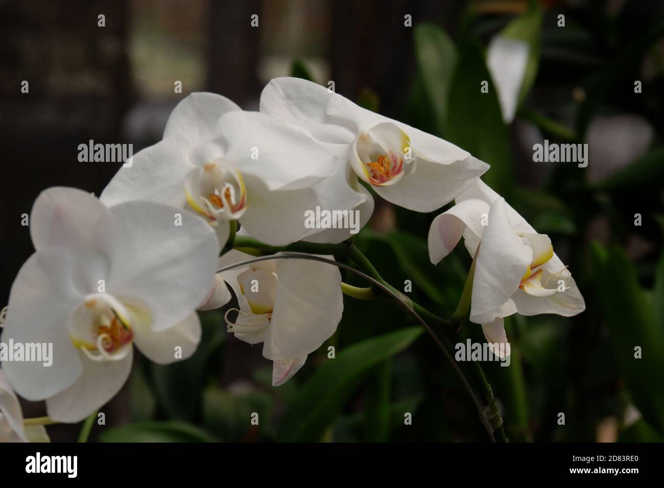 Detail Foto Bunga Anggrek Bulan Nomer 14