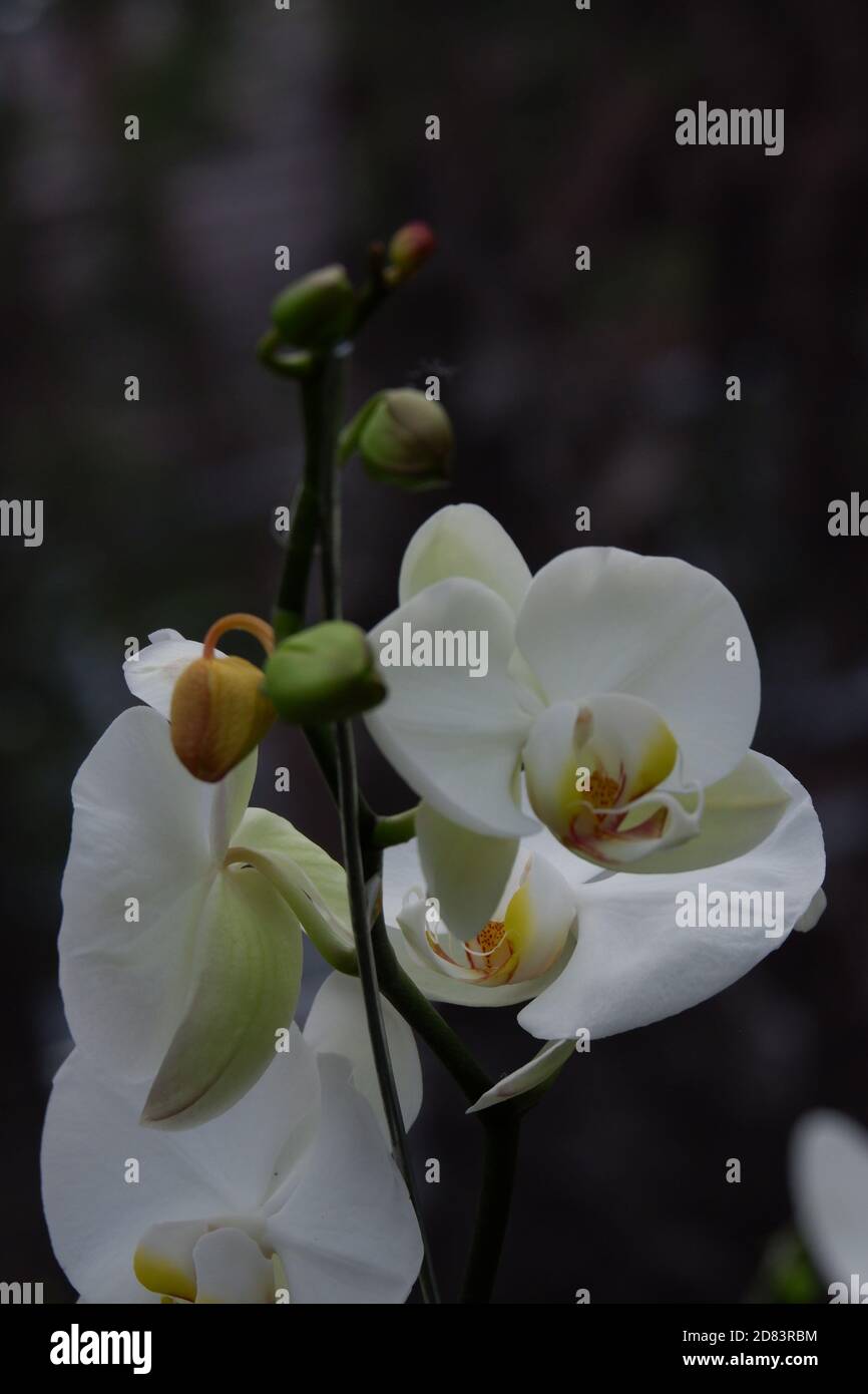 Detail Foto Bunga Anggrek Bulan Nomer 32