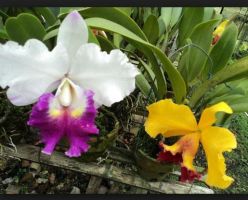 Foto Bunga Anggrek Cattleya - KibrisPDR