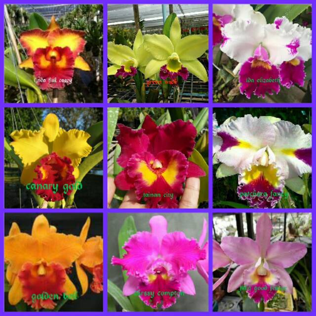 Detail Foto Bunga Anggrek Cattleya Nomer 48