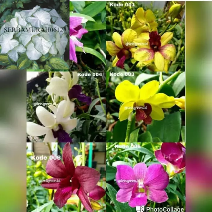 Detail Foto Bunga Anggrek Dendrobium Nomer 47