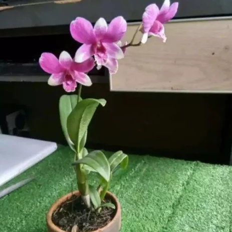 Detail Foto Bunga Anggrek Dendrobium Nomer 6